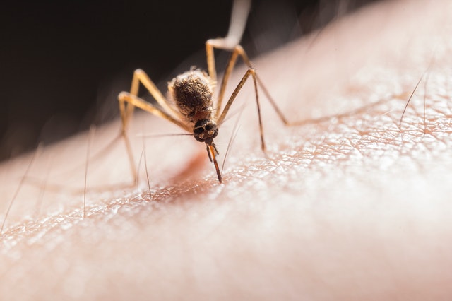 no more bites with mosquito catcher